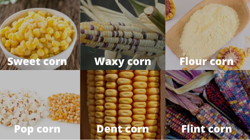 Which corn is good for weight loss